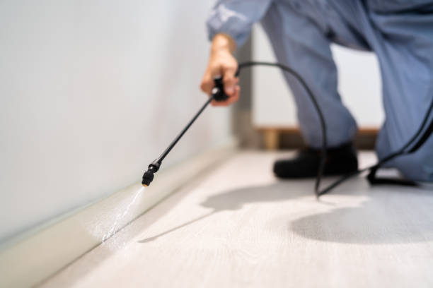 Certified termite inspector examining foundation in Elmer
